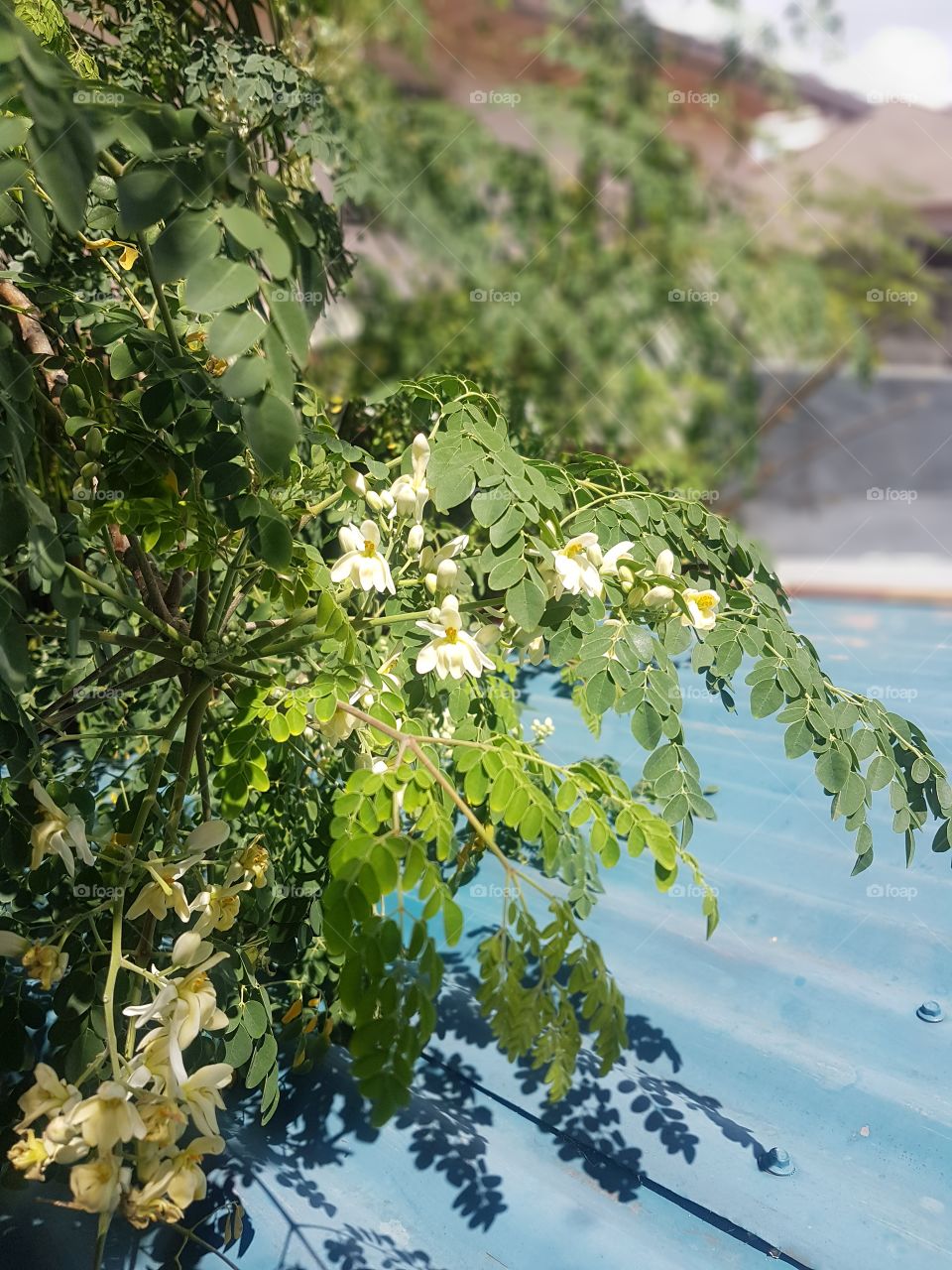 Malunggay blossoms