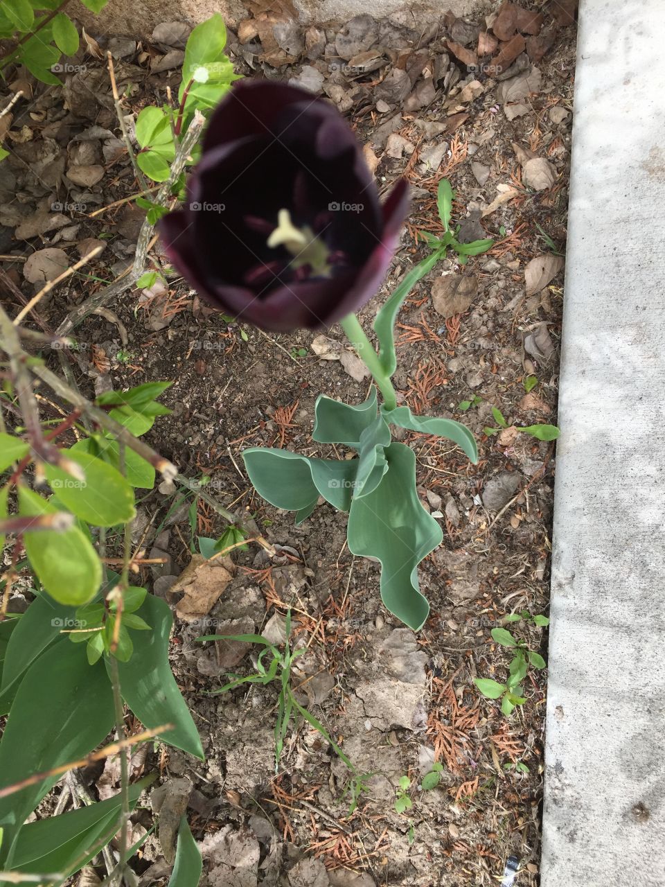 Dark Purple Tulip