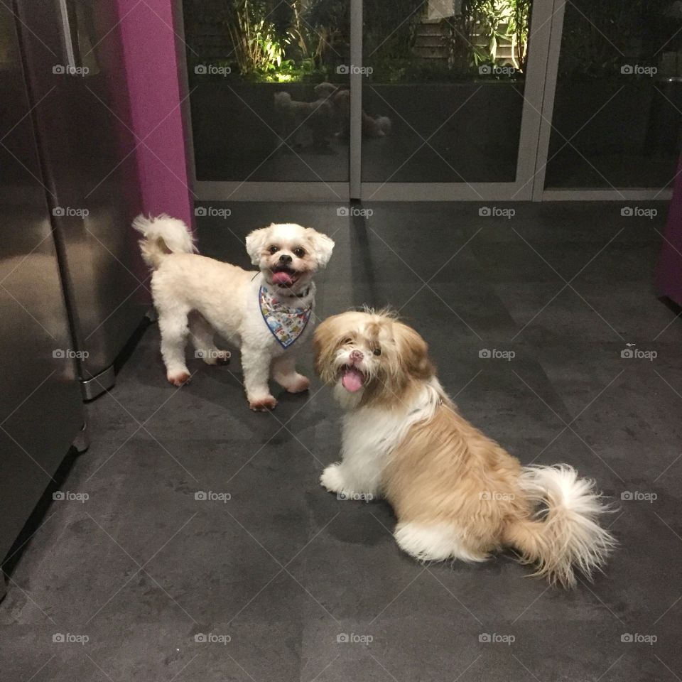 Double Shih Tzu trouble