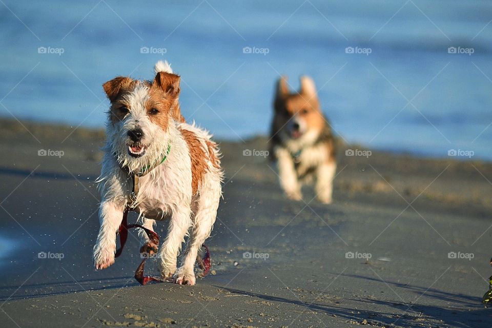 Two dogs running at beach