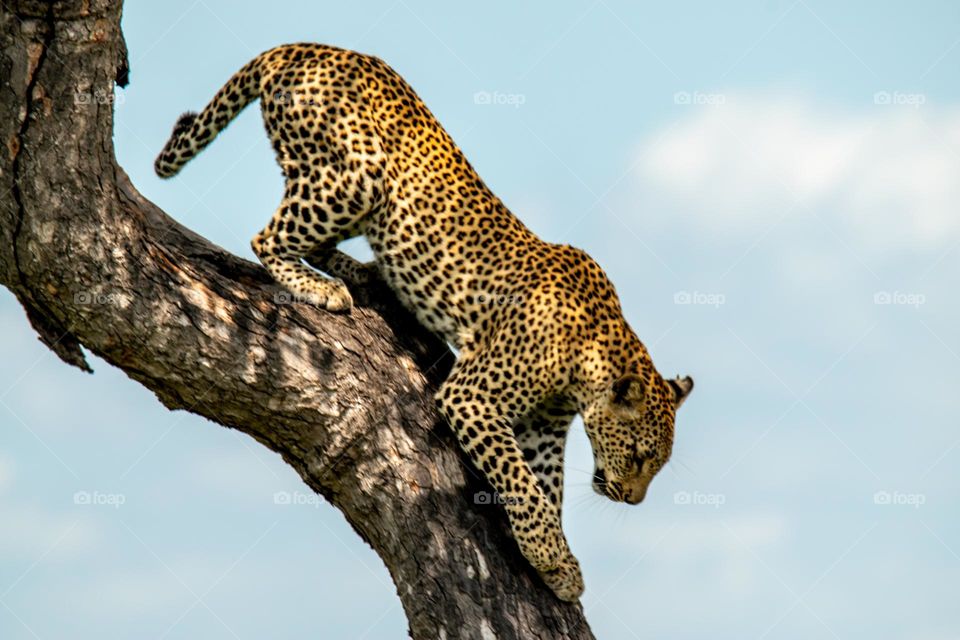 Leopard in the Kruger National Park