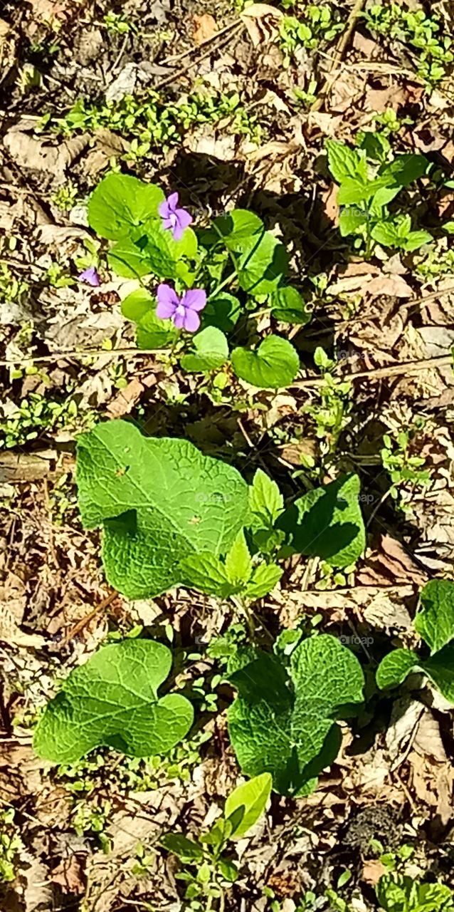 a purple wildflower sprouting from a patch of leaves