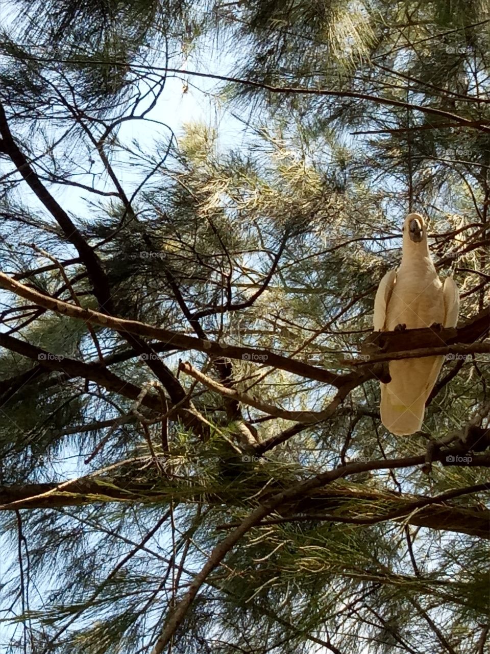 A Cockatoo in a tree