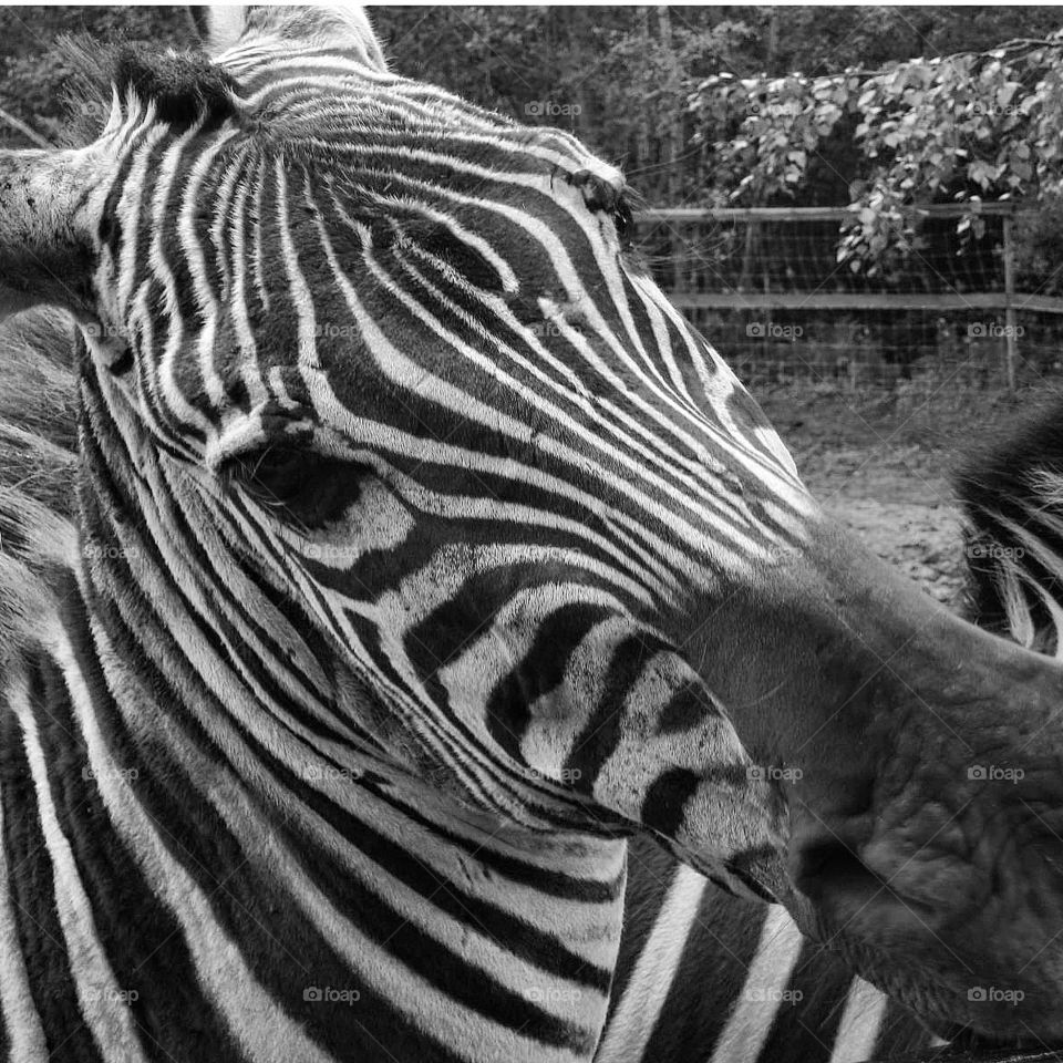 Color is everything. Black and white is more. ~ Dominic Rouse