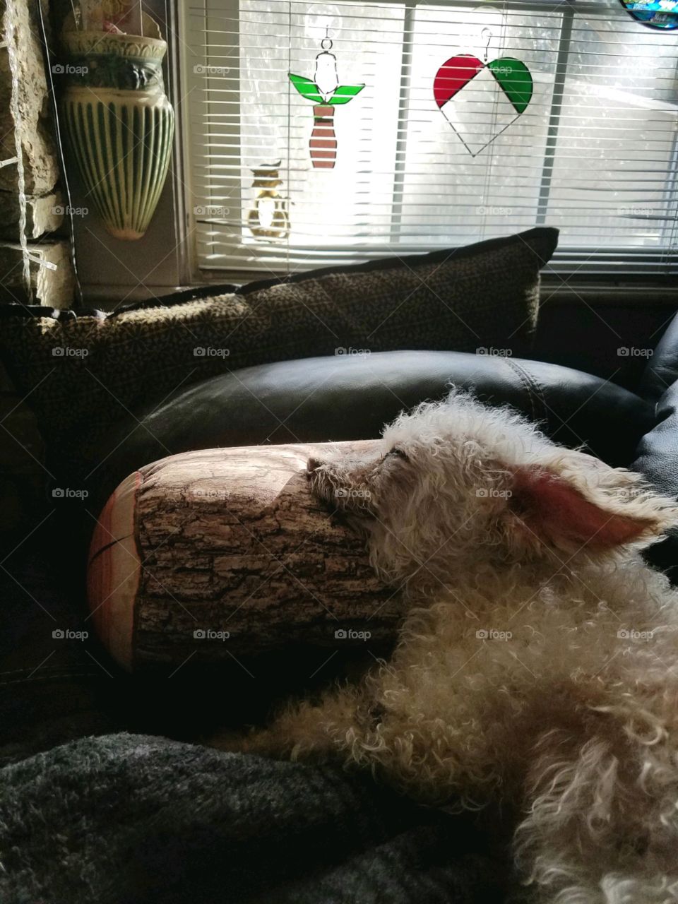 Dogs of the USA! Head on pillow!