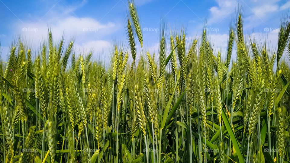 Green wheat field and cloudy sky
