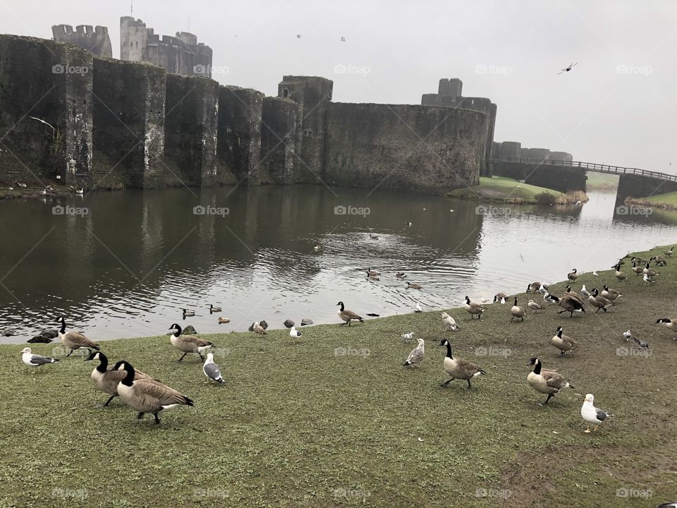 The grounds of Caerphilly Castle with a great view of the moat and wildlife having great fun.