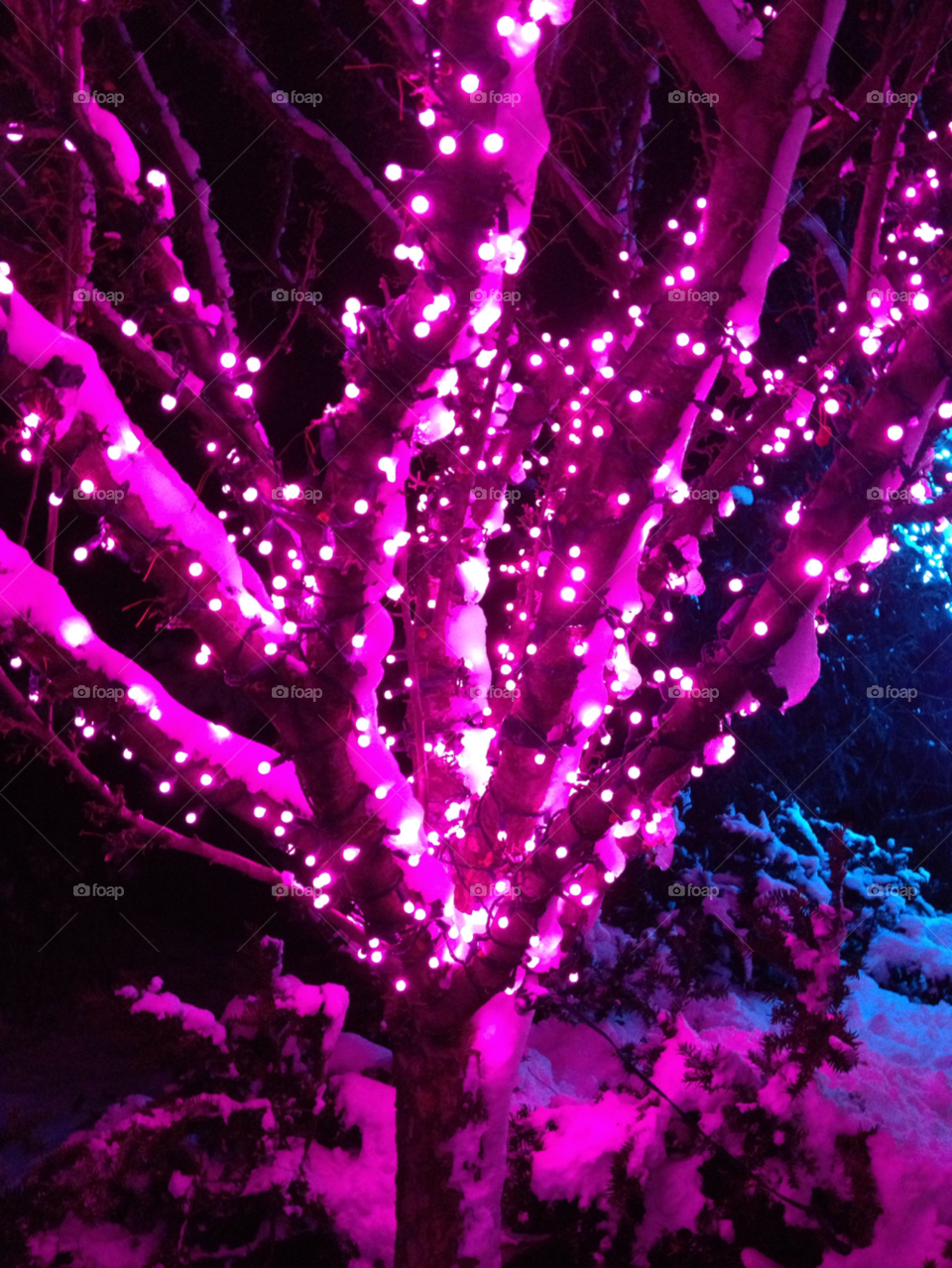 snow winter light tree by somebeach