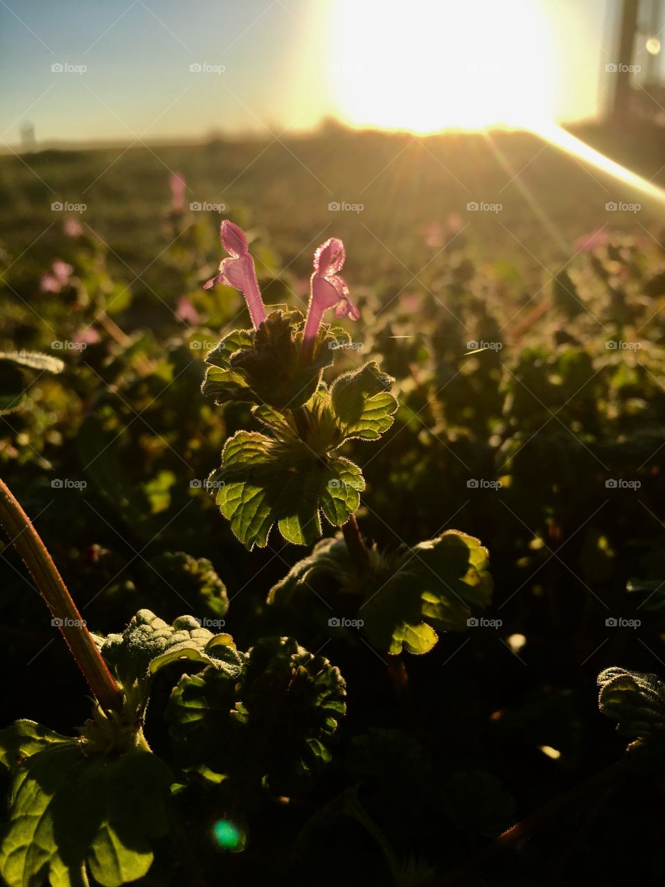 Henbit in the waining sun