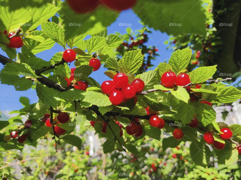 Lots of cherry berries on a branch