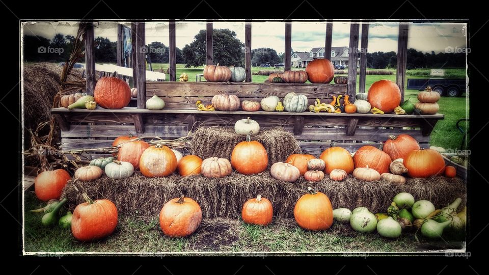 Pumpkin, Fall, Halloween, Vegetable, Pasture