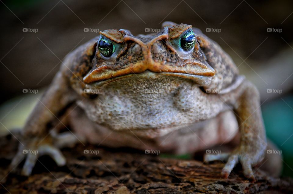 Giant Toad 