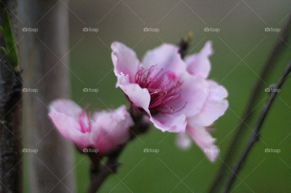 Cherry tree blossom, close up with a blurred background. 