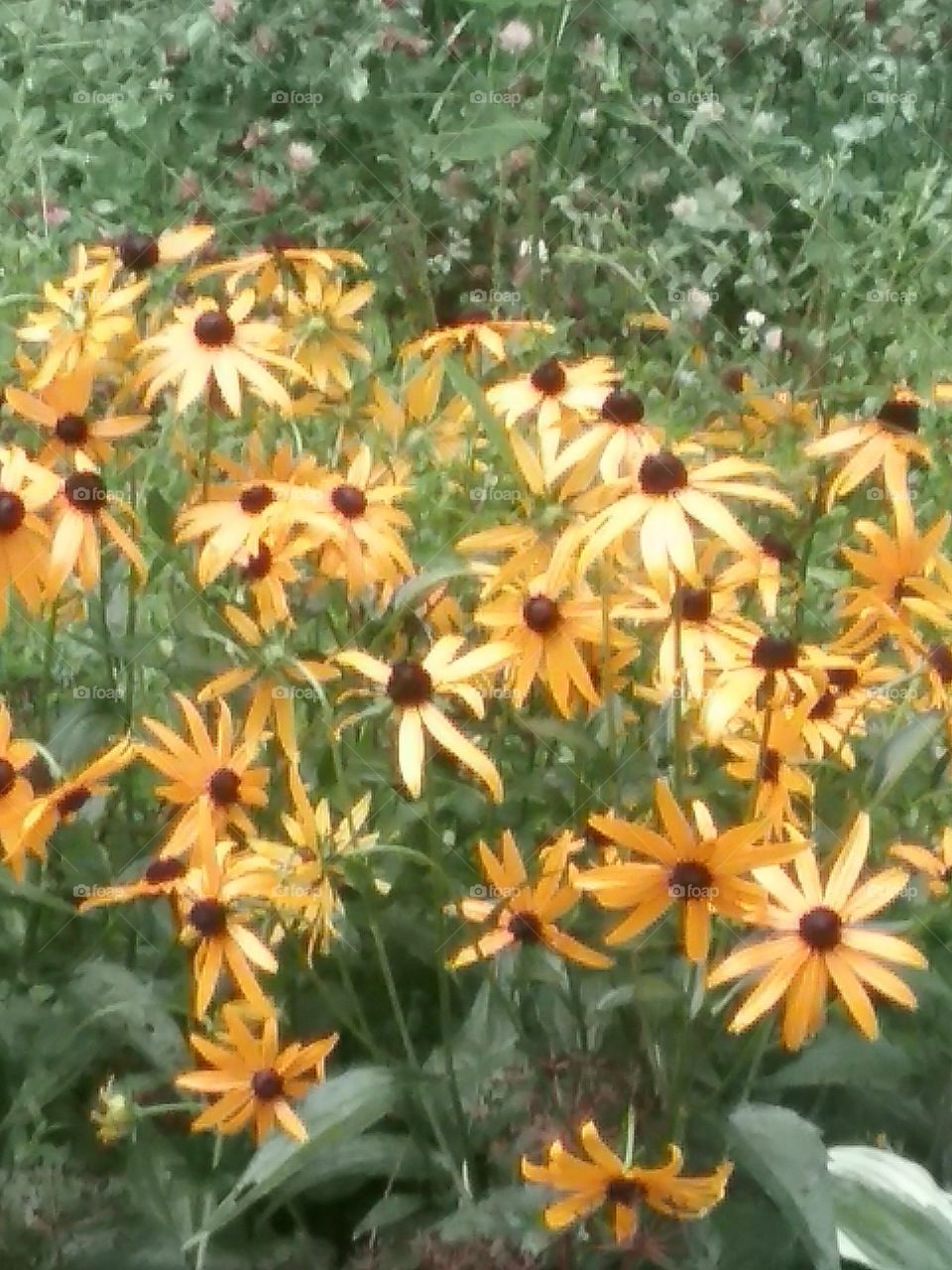 Black-eyed Susan