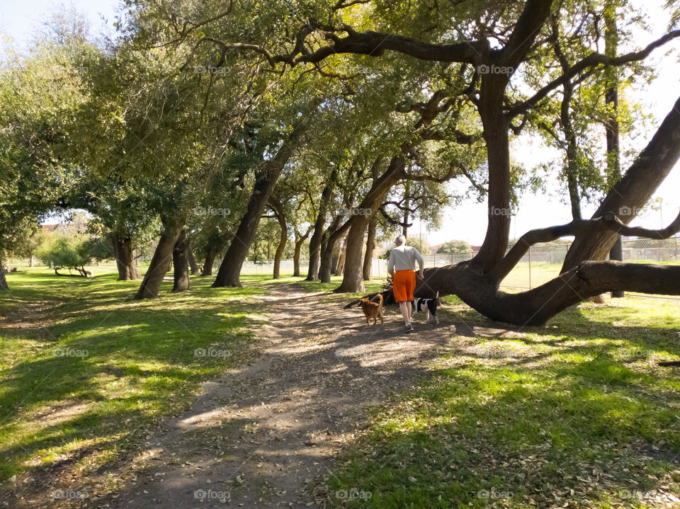 Senior man walking his two dogs on a urban city park trail surrounded by trees.