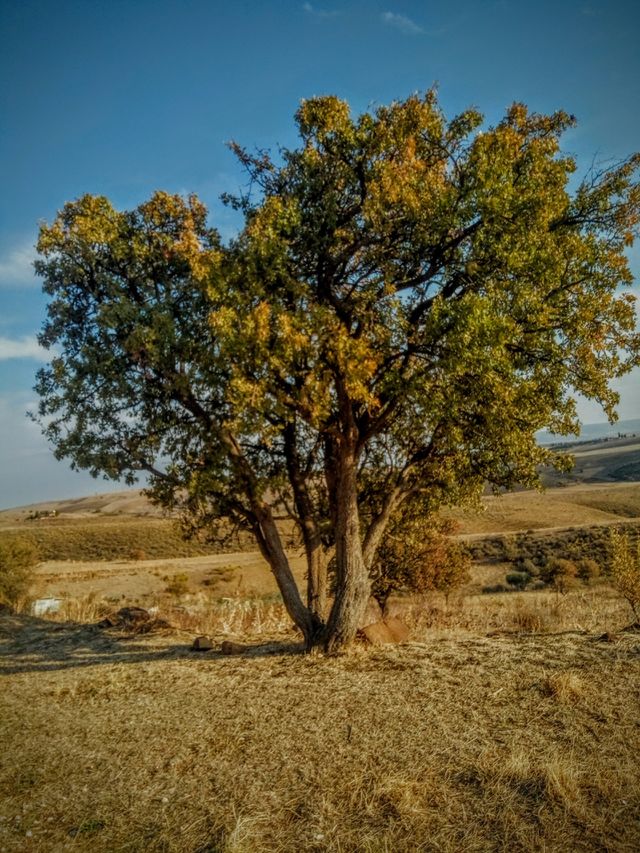 Tree