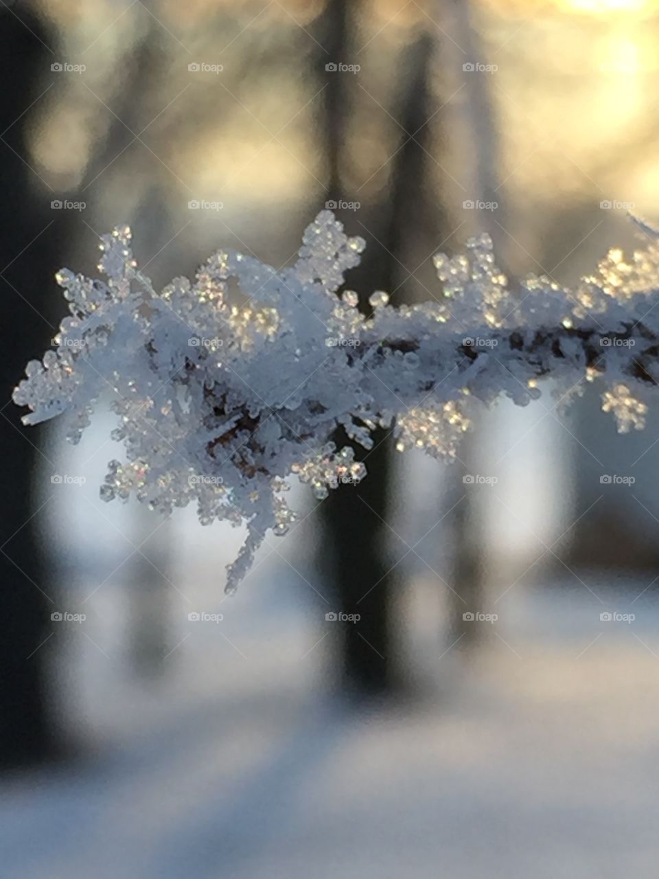 Fragile Frost