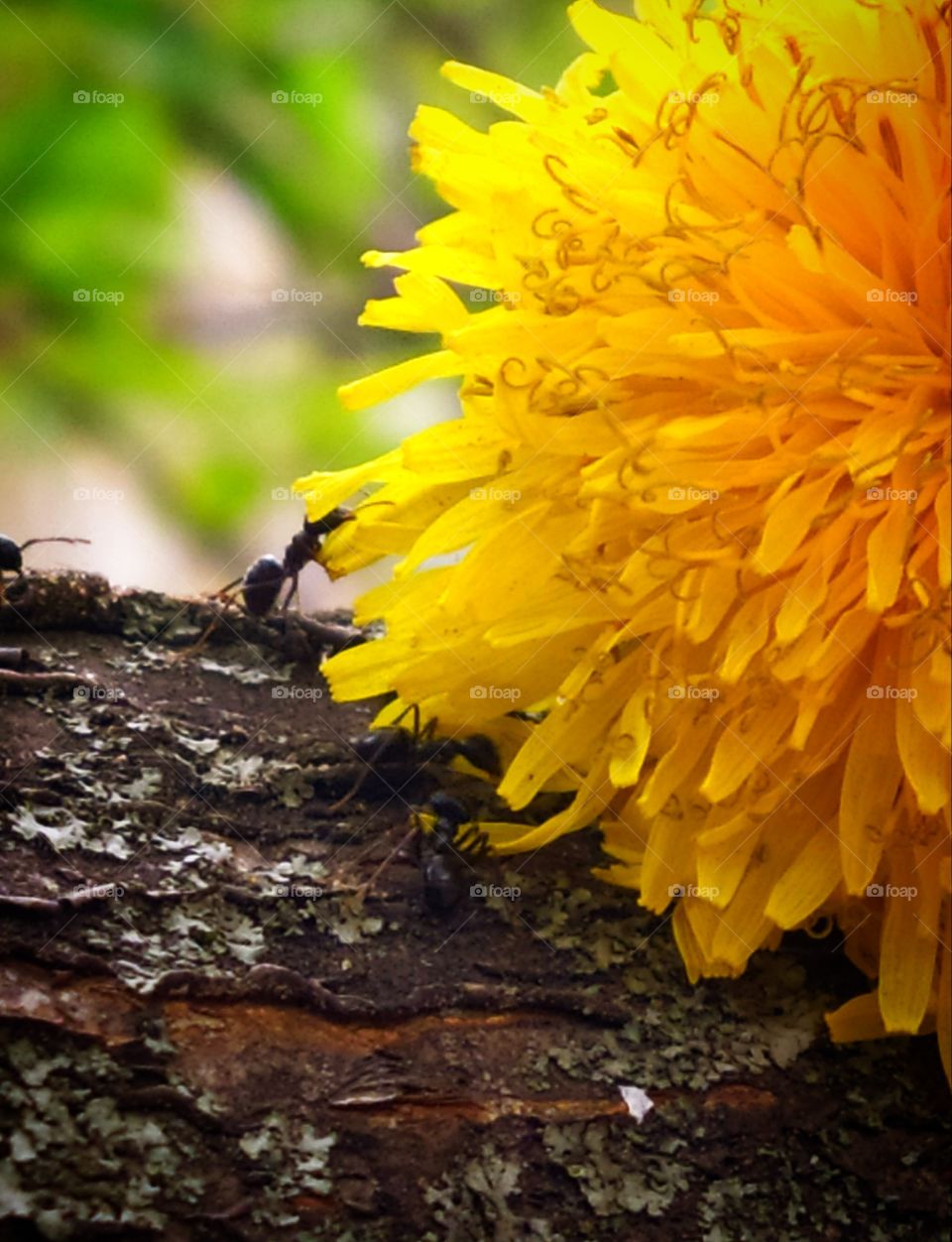 Spring.  A dandelion blocked the way for ants