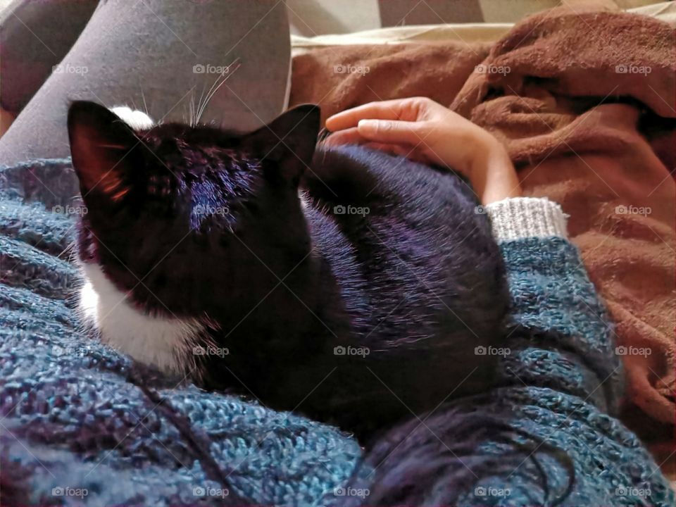 Cat sitting with it's owner on the sofa in the living room of a house.