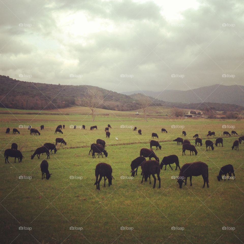 Landscape with black sheeps 