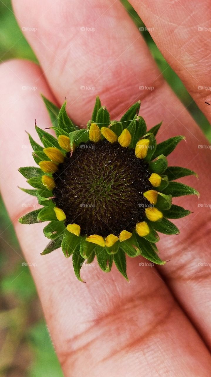 Sunflower is my favourite flower plant.🌻 There are so many sunflower plants in my house garden and I just love capturing them in my phone.📸🌟😍💖