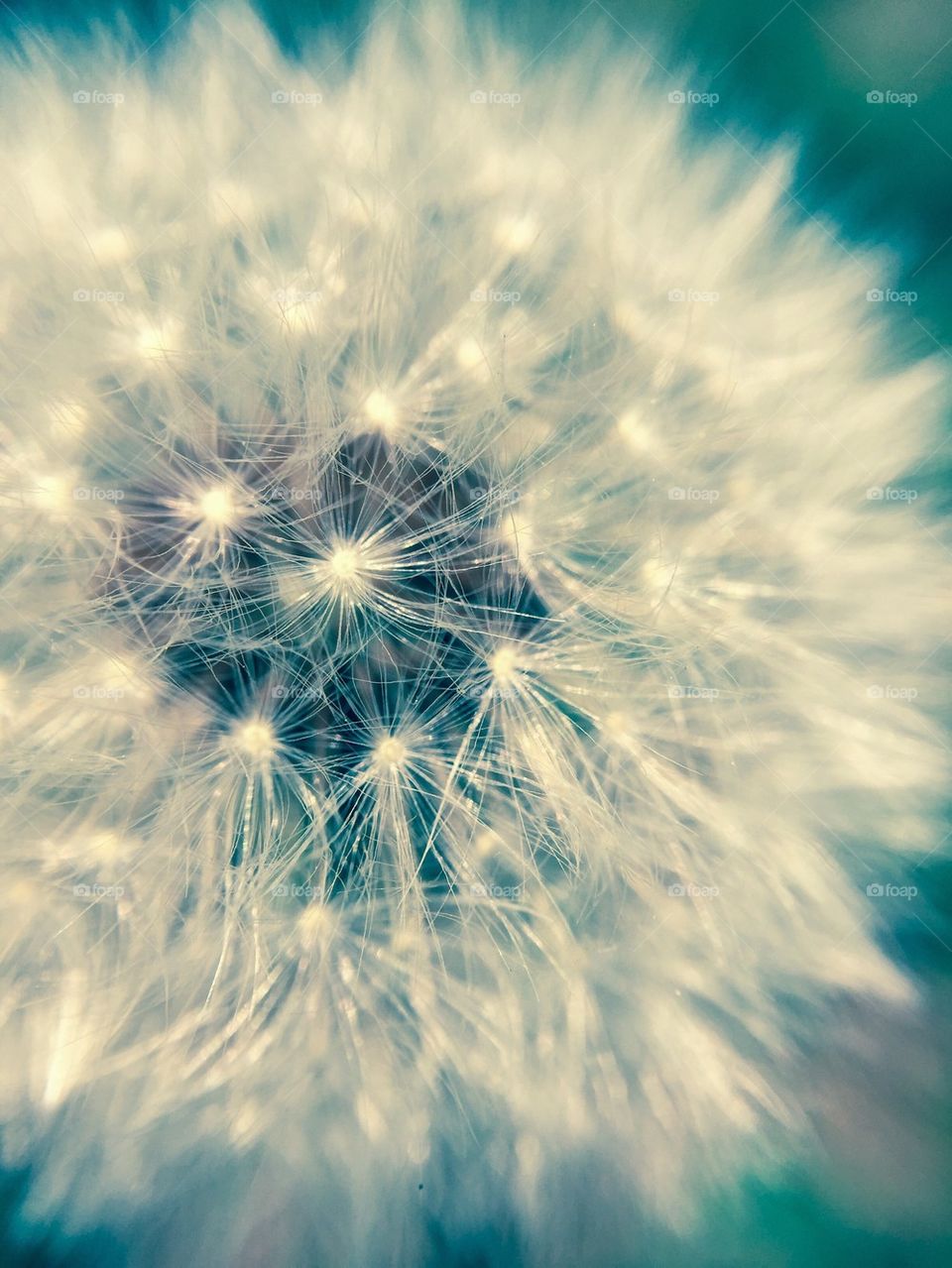 Dandelion close-up