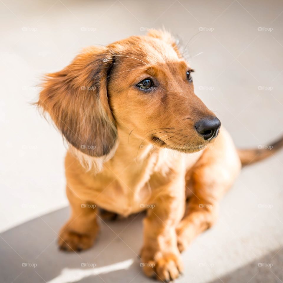 Dachshund love 