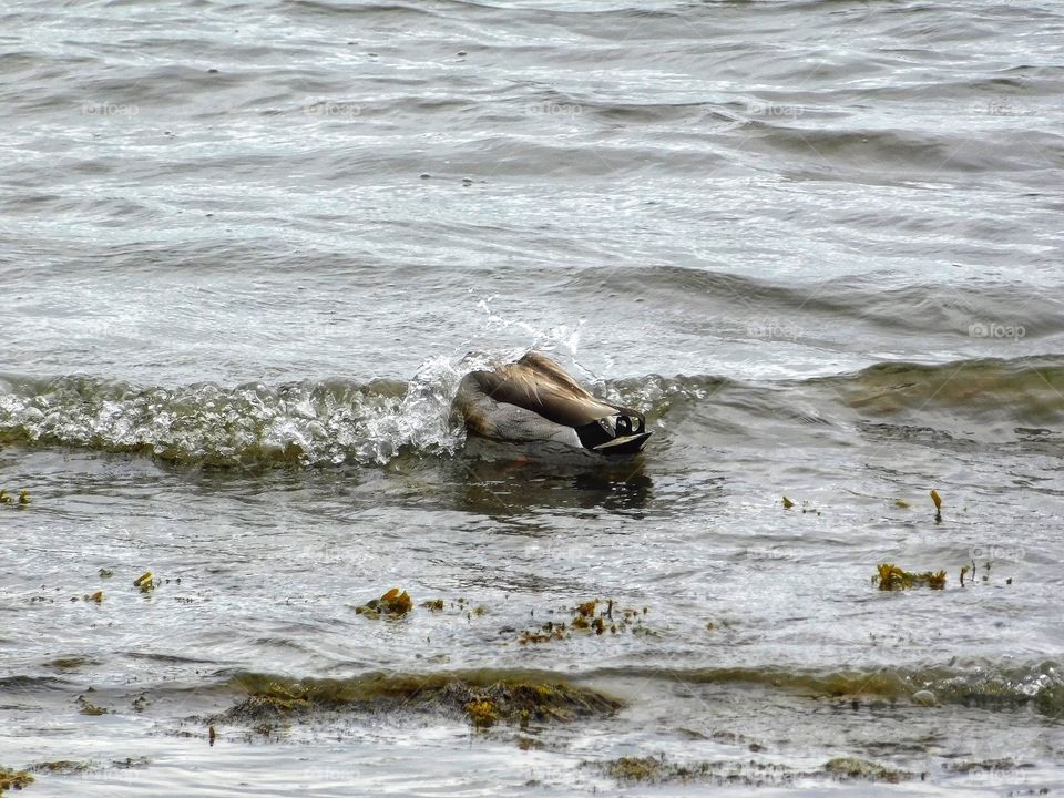 Duck in a wave