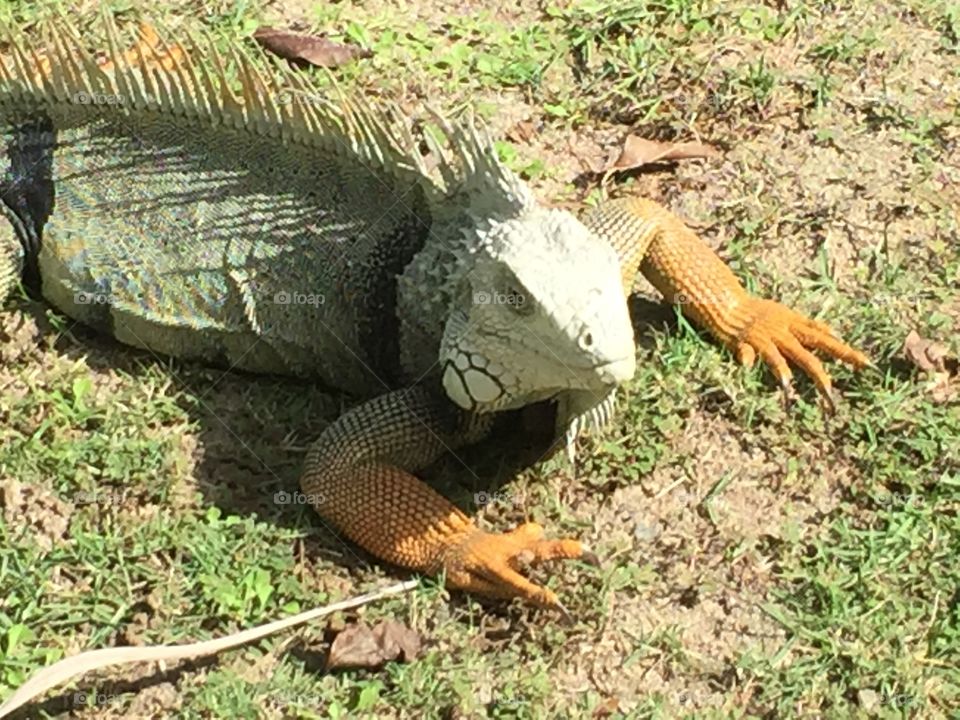 Iguana