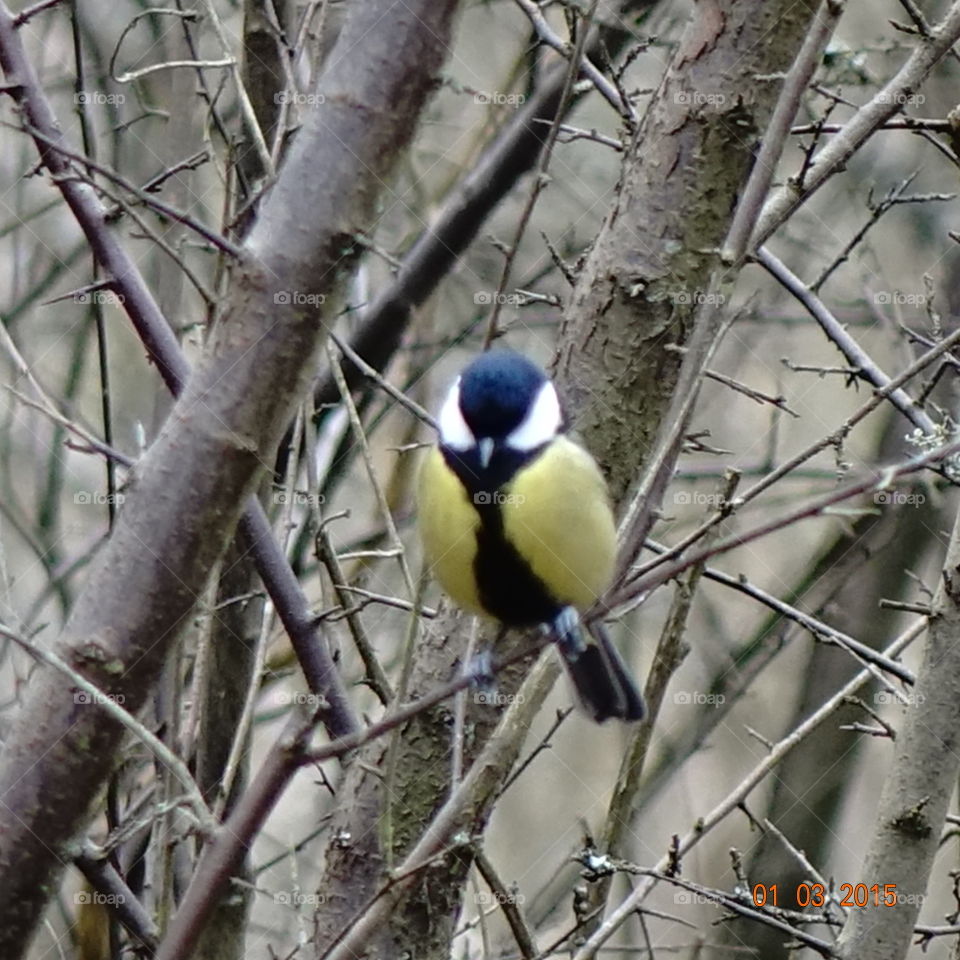 Great tit