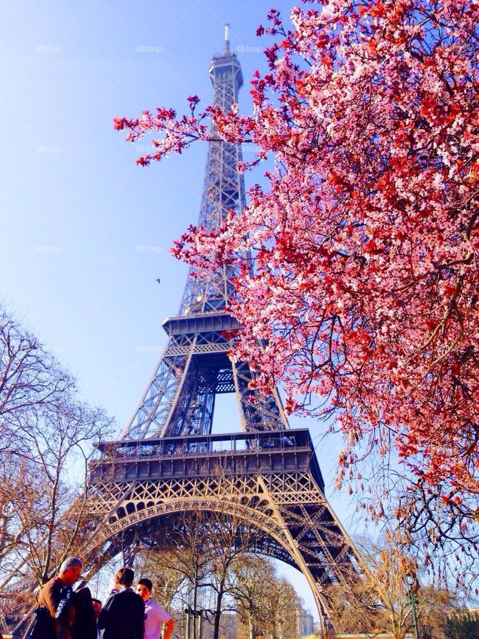 Eiffel Tower and blossoms 