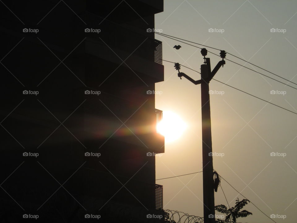 WATCH THE BIRD between the wires!!!!!!!