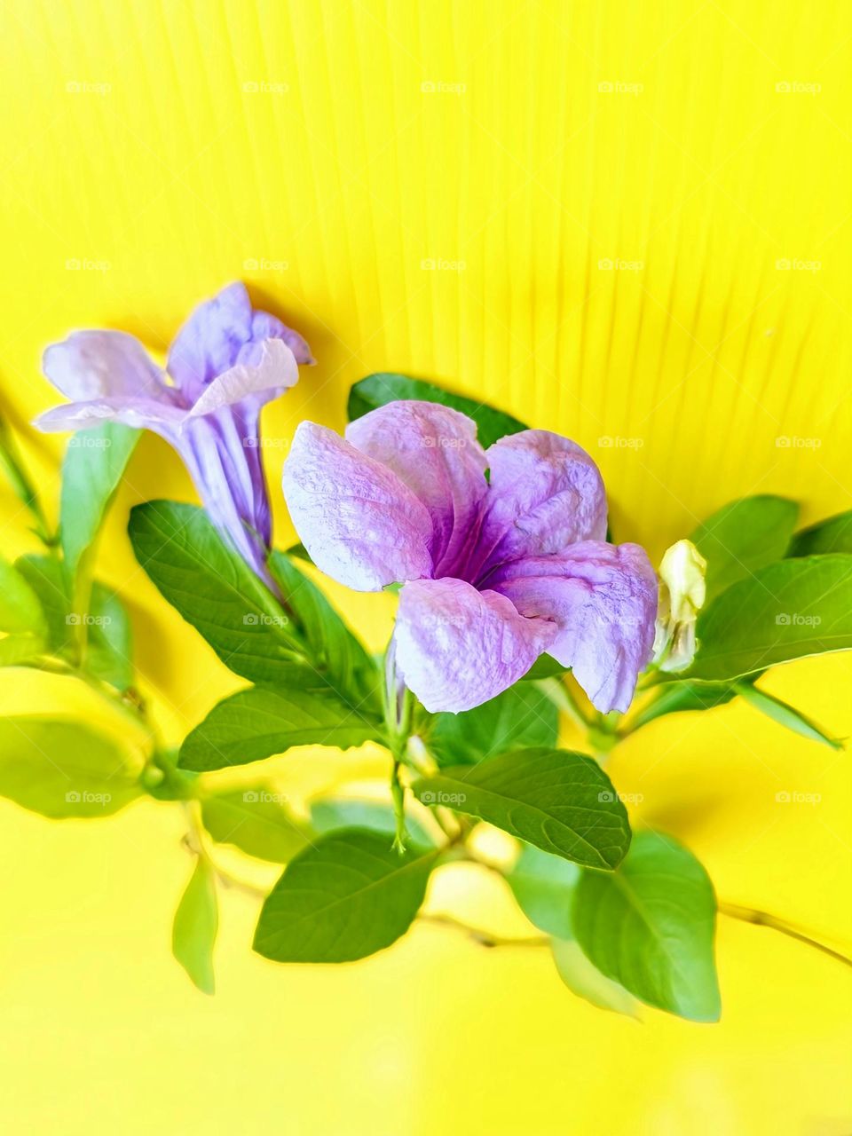 close view of Rullia tuberosa on yellow background.