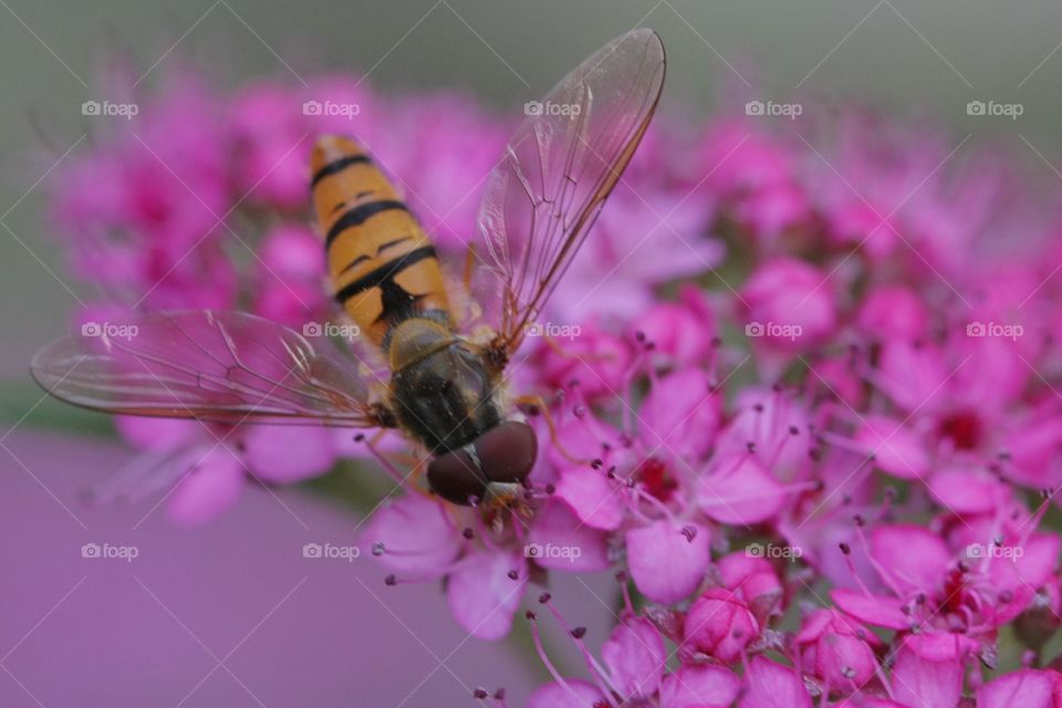 Wasp on pink flower