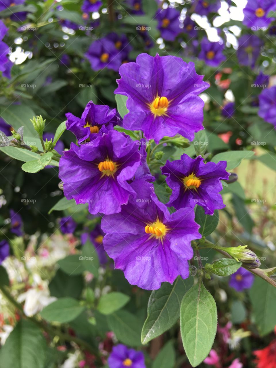 Purple flowers