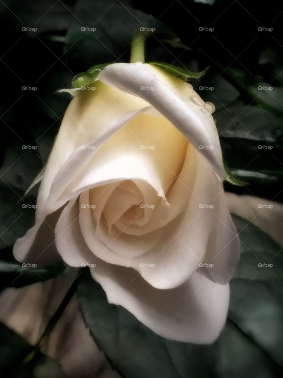 A lovely white rose