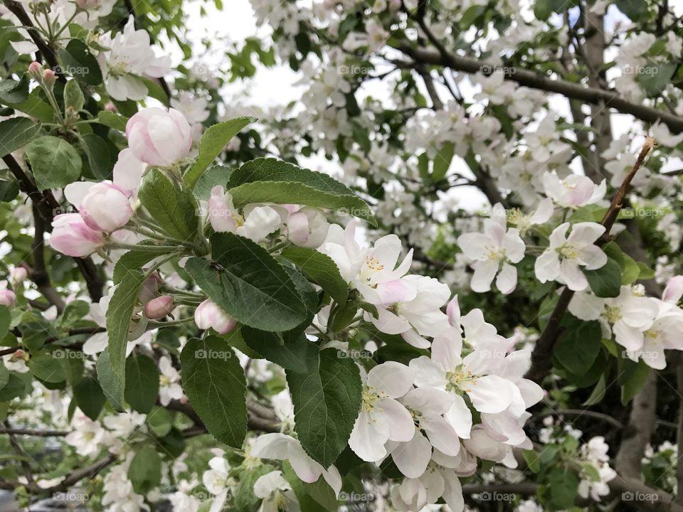 Spring apple tree in blossom.