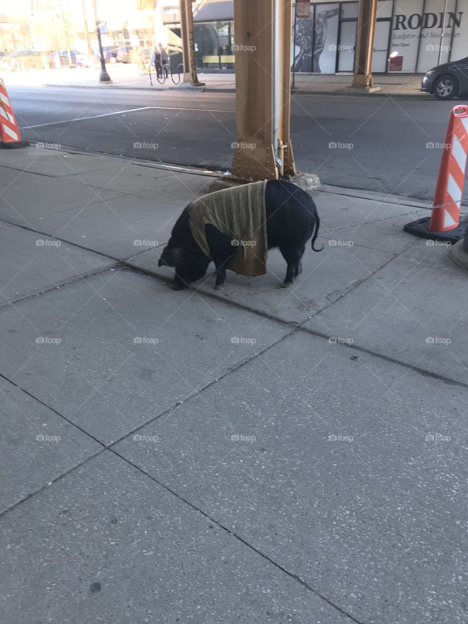 Fancy pig in a vest