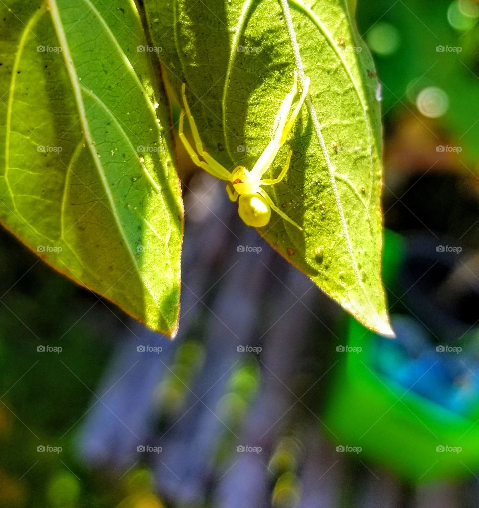 Spider blending in.