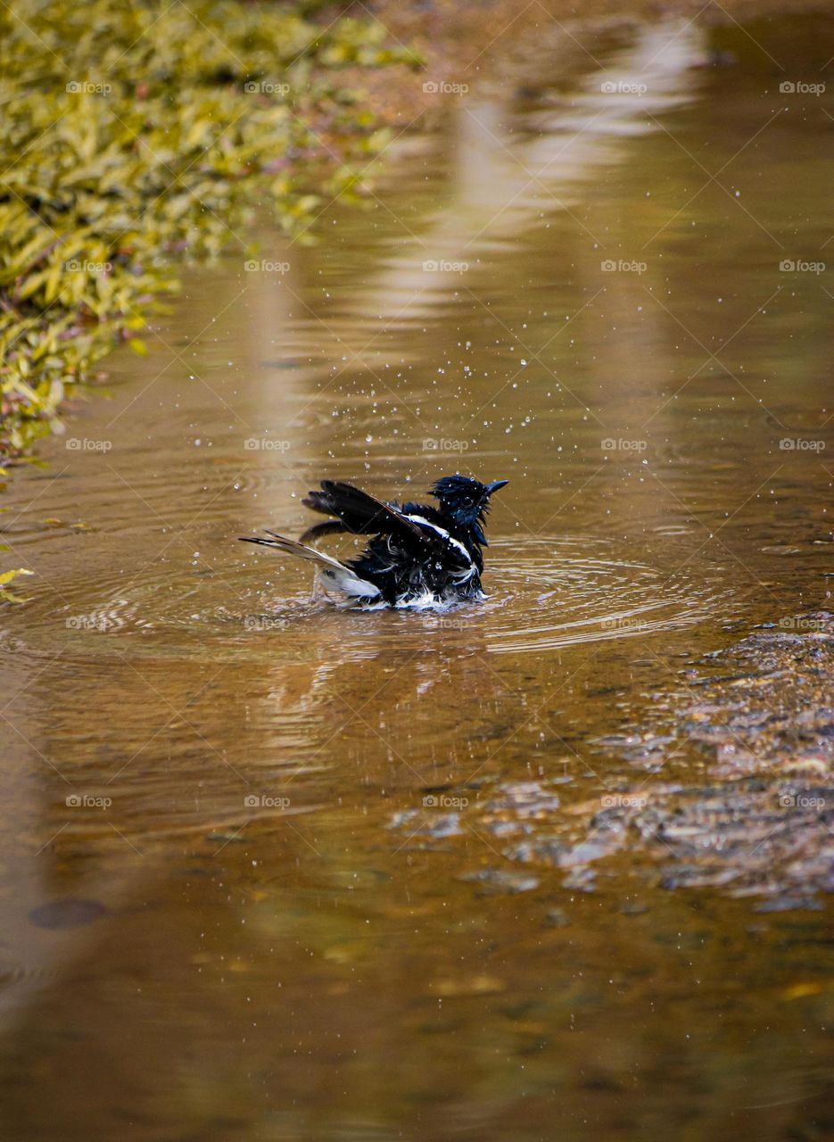 Bathing bird 