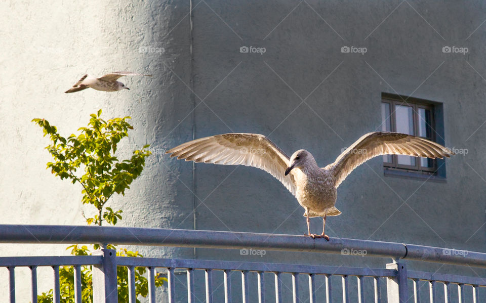 Seagull landing. 