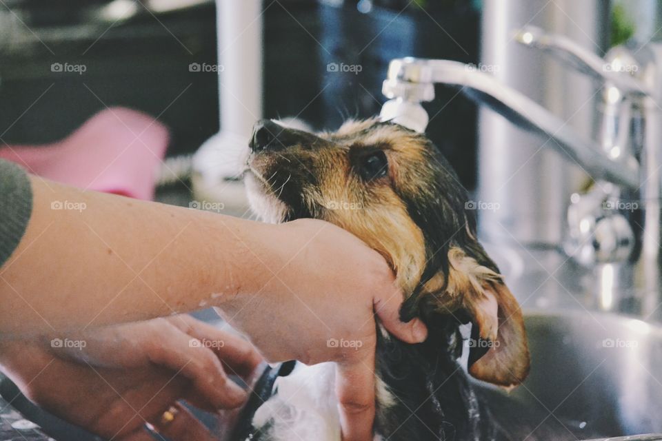 Puppy getting a bath
