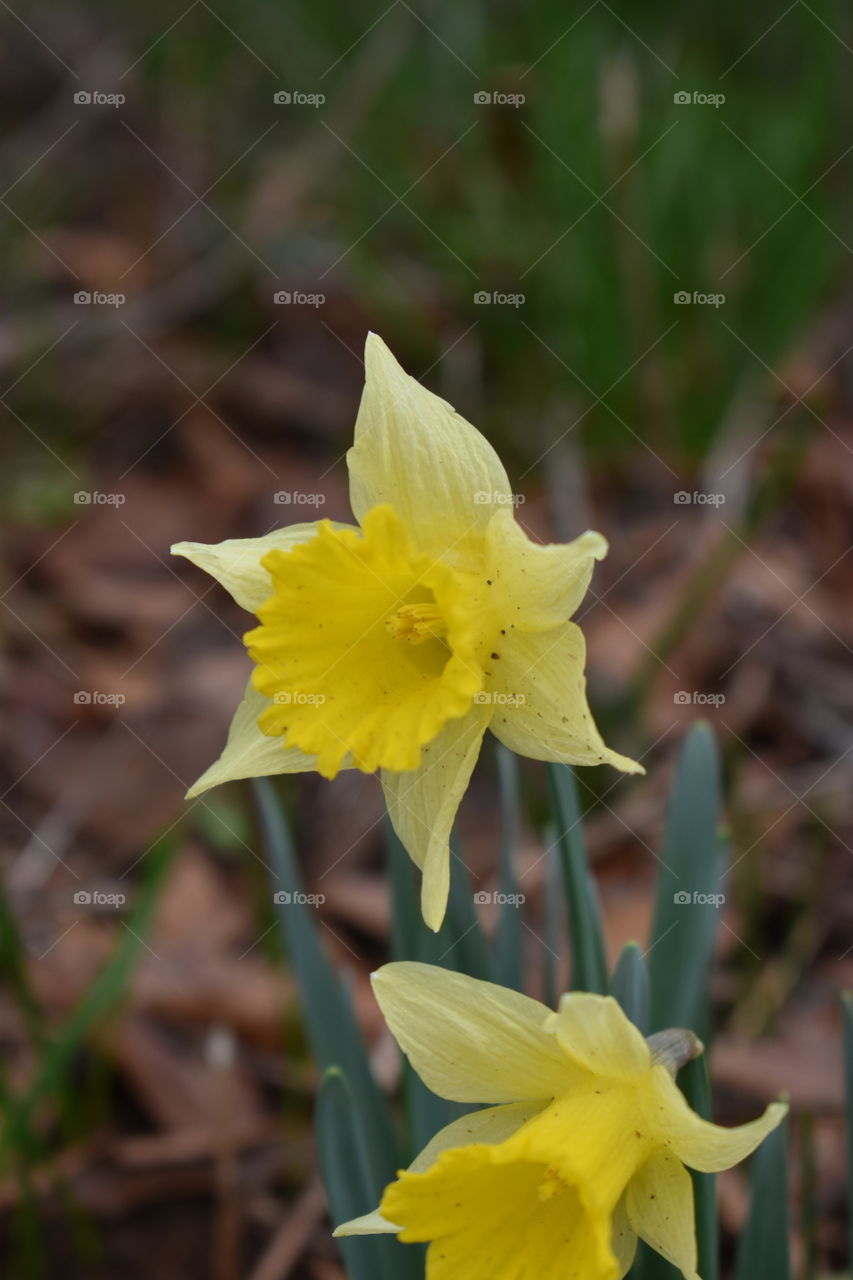 Daffodil