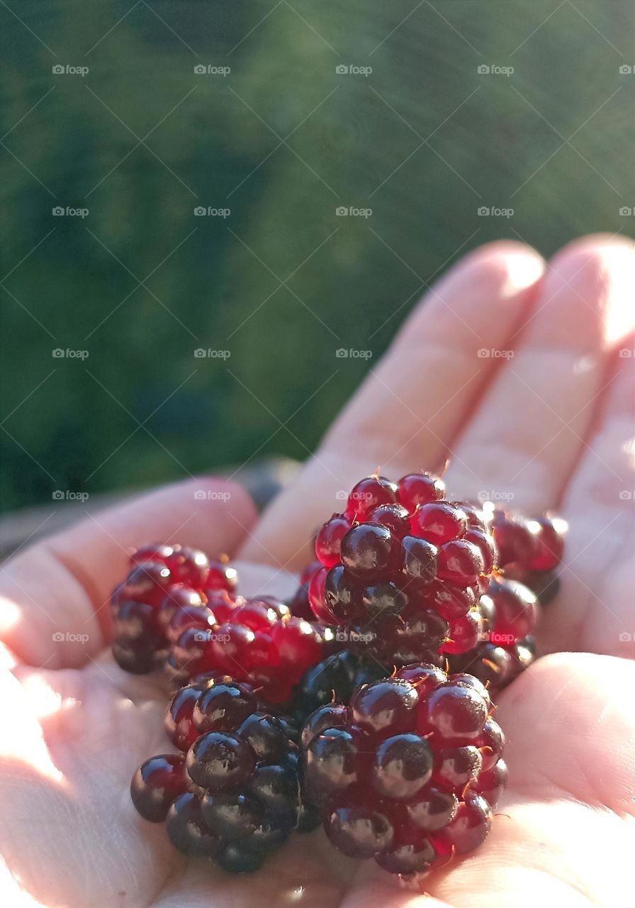 wild berries in the female hand green background tasty summer food