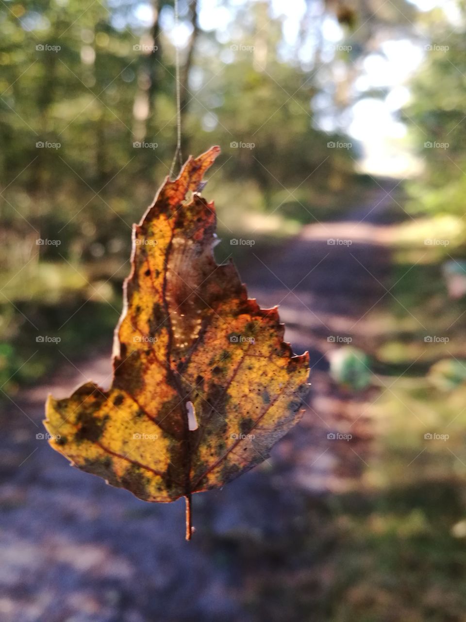 hanging leaf