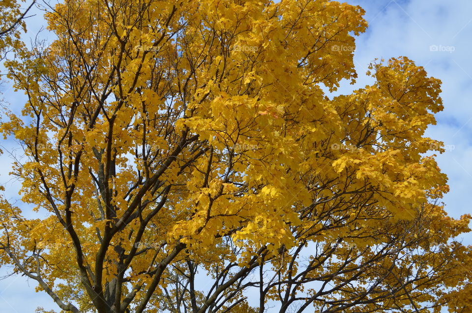 Yellow Fall Foliage