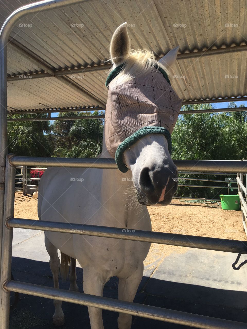 Stormy the Arabian stallion is looking for some love before the big competition!