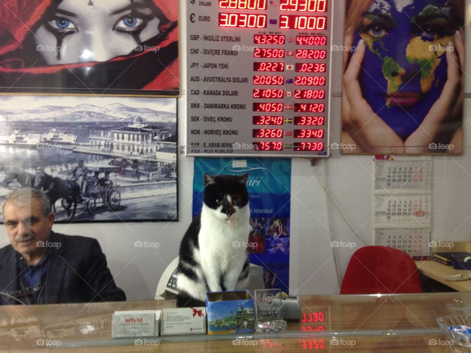 funny cat working selling money