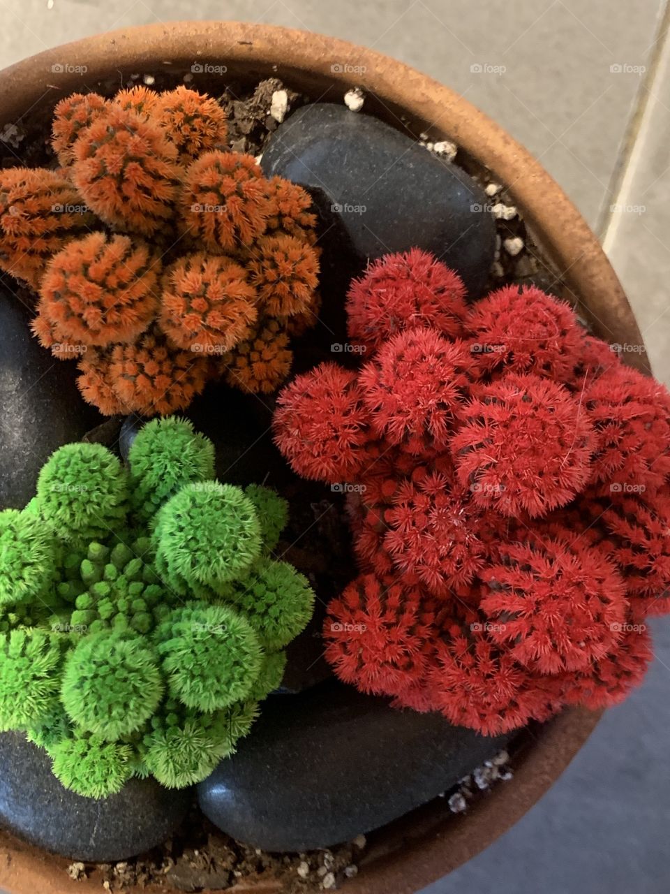 Cactus color 