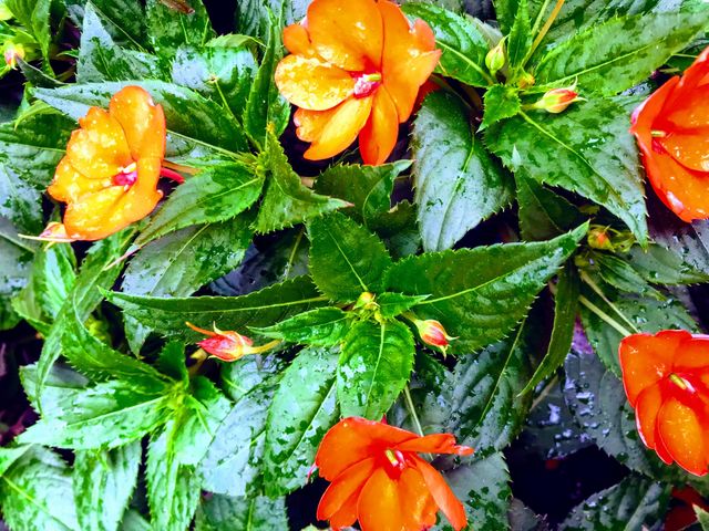 Fiery Blooms